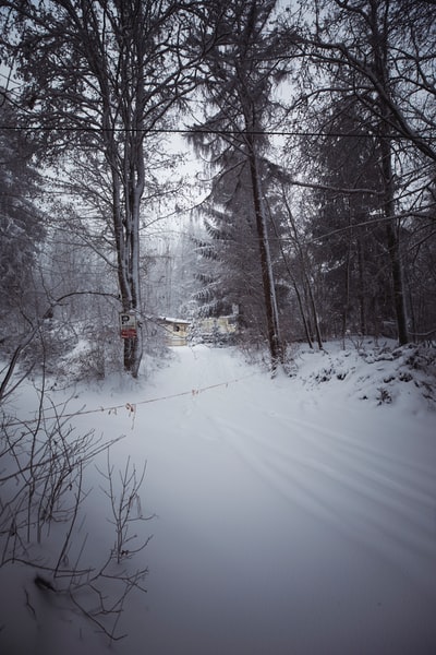 During the day, the bare trees between the snow-covered road
